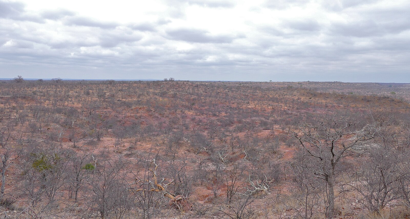 Sécheresse au Parc national de Mapungubwe, Limpopo, Afrique du Sud. Image de Bernard DUPONT via Wikimédia Commons (CC BY-SA 2.0).
