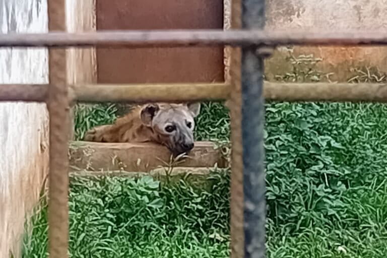 Le parc de Mvog-Betsi situé dans la commune d’arrondissement de Yaoundé 6, au Cameroun créé en 1951, conserve les animaux sauvages vivants. Image de Leonel Balla pour Mongabay.