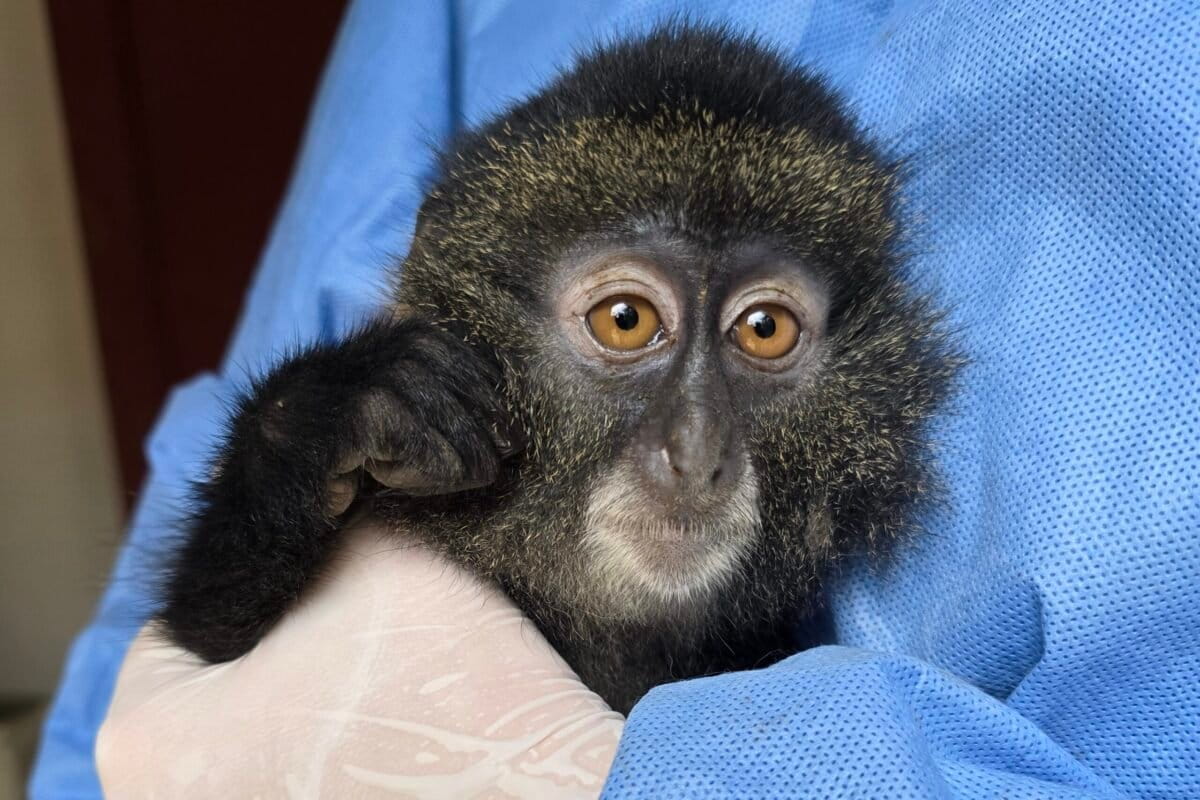 Une petite singe au réveil de l'anesthésie — elle a été amputée au refuge suite à une blessure. Image avec l’aimable courtoisie de P-WAC.