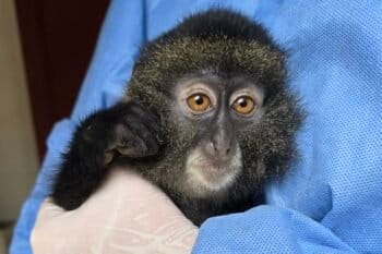 Une petite singe au réveil de l'anesthésie — elle a été amputée au refuge suite à une blessure. Image avec l’aimable courtoisie de P-WAC.