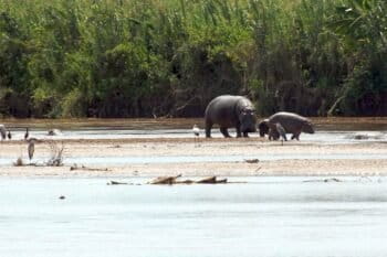 Hippopotame amphibie, espèce vulnérable sur la liste rouge de l’IUCN, et braconnée au niveau de la rivière Ruzizi dans le Sud-Kivu, en RDC. Image de proffer via Wikimédia Commons (CC BY 2.0).
