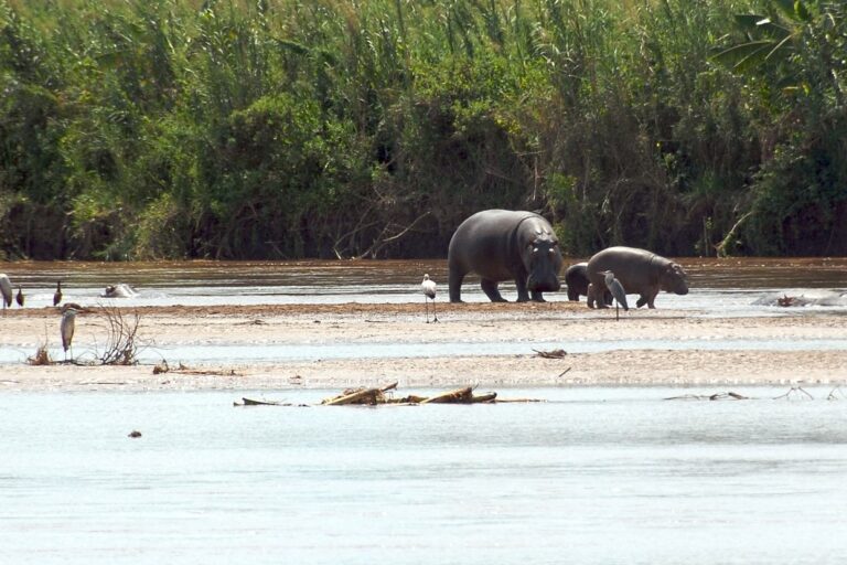 Hippopotame amphibie, espèce vulnérable sur la liste rouge de l’IUCN, et braconnée au niveau de la rivière Ruzizi dans le Sud-Kivu, en RDC. Image de proffer via Wikimédia Commons (CC BY 2.0).