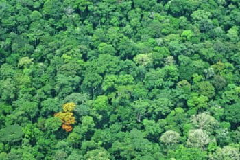 La reconnaissance officielle de l’écocide comme crime suscite un espoir pour la préservation de la biodiversité mondiale. Image de GRID-Arendal via Flickr (CC BY-NC-SA 2.0).