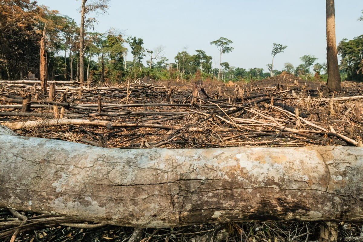 Déforestation près de Yangambi, RDC. Image d’Axel Fassio/CIFOR via Flickr (CC BY-NC-ND 2.0).