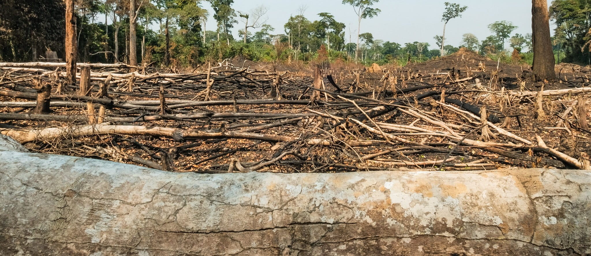 Déforestation près de Yangambi, RDC. Image d’Axel Fassio/CIFOR via Flickr (CC BY-NC-ND 2.0).