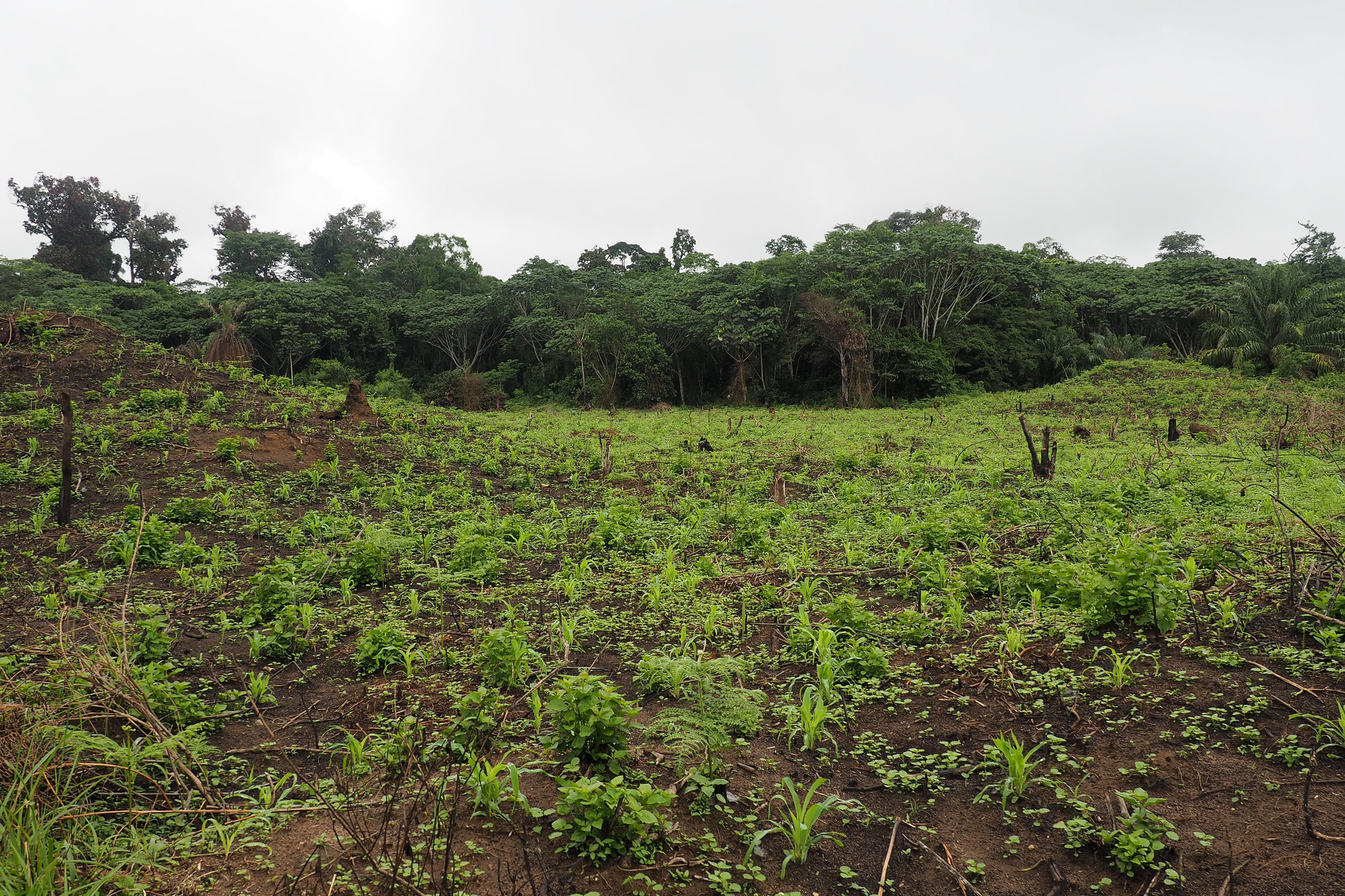 Terrain dégradé à proximité du village de Litoy. Image de Ahtziri Gonzalez/CIFOR via Flickr (CC BY-NC-ND 2.0).