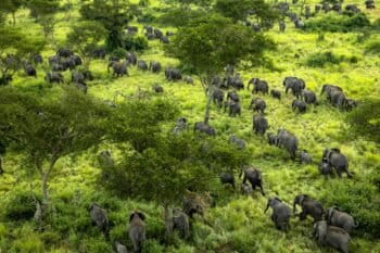 Un troupeau d’éléphants au Parc national de Virunga en RDC. Image de JUSCAR KARUBAMBA via Wikimédia Commons (CC BY-SA 4.0).