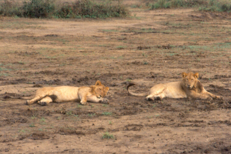 Lionceaux dans le Parc national des Virunga, près de la station de Rwindi, en RDC. Image de Ad Meskens via Wikimédia Commons (CC BY-SA 3.0).