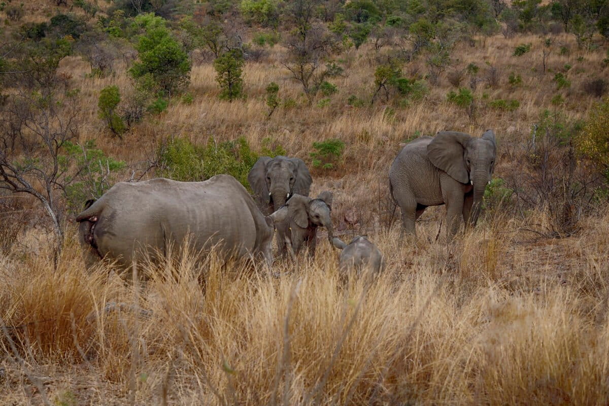 Des animaux se rencontrent Afrique du Sud. Photo de Sumarie Slabber via Flickr (CC BY-NC-ND 2.0).
