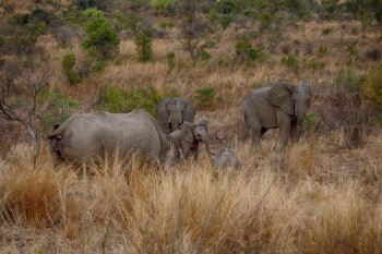 Des animaux se rencontrent Afrique du Sud. Photo de Sumarie Slabber via Flickr (CC BY-NC-ND 2.0).