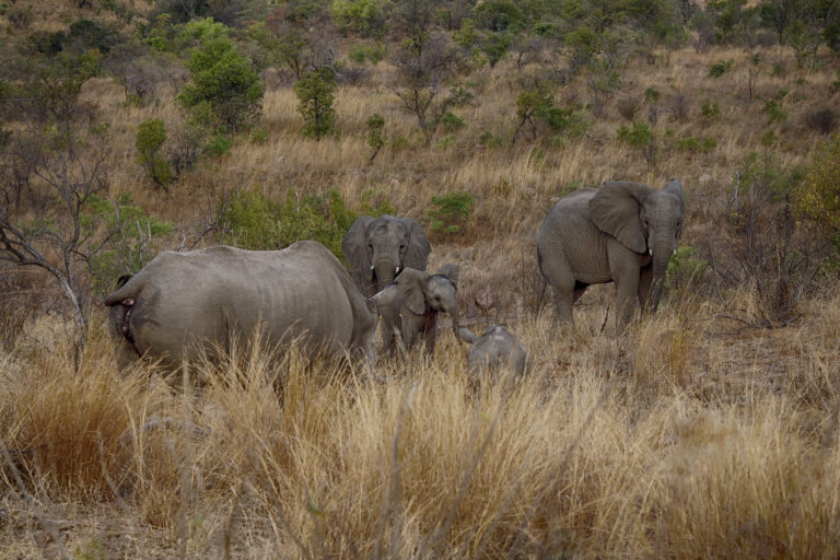 Des animaux se rencontrent Afrique du Sud. Photo de Sumarie Slabber via Flickr (CC BY-NC-ND 2.0).