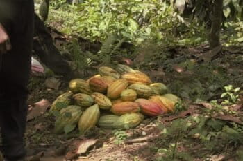 Un agriculteur présente un lot de cacao récolté dans le village de Baliko 1. Image de Saibe Kabila pour Mongabay.