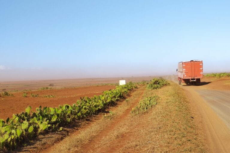 État du déclin environnemental dans le district d'Ambobombe Androy, dans le Sud malgache, dont le Chef de l'État, le colonel Michaël Randrianirina, est originaire. Image de Rivonala Razafison prise le 13 novembre 2022.