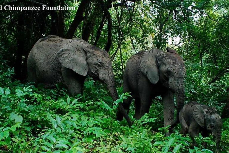 Les éléphants vivant dans le futur Parc Pinselli-Soyah-Sabouyah couvrant trois régions aujourd’hui fragmentées par le corridor ferroviaire. Image de WCF fournie par Younoussa Naby Sylla.