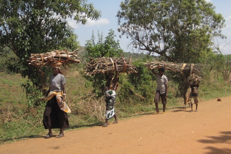 Promouvoir la plantation des espèces d’arbres à forte croissance de biomasse pour réduire la déforestation et satisfaire la demande énergétique en augmentation au Rwanda. Image de World Agroforestry via Flickr (CC BY-NC-SA 2.0).