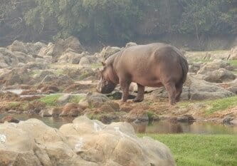 Une vue du Parc national de Faro au Cameroun. Image de Africa Wildlife Foundation fournie par Adrienne Engono.