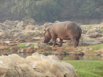 Une vue du Parc national de Faro au Cameroun. Image de Africa Wildlife Foundation fournie par Adrienne Engono.