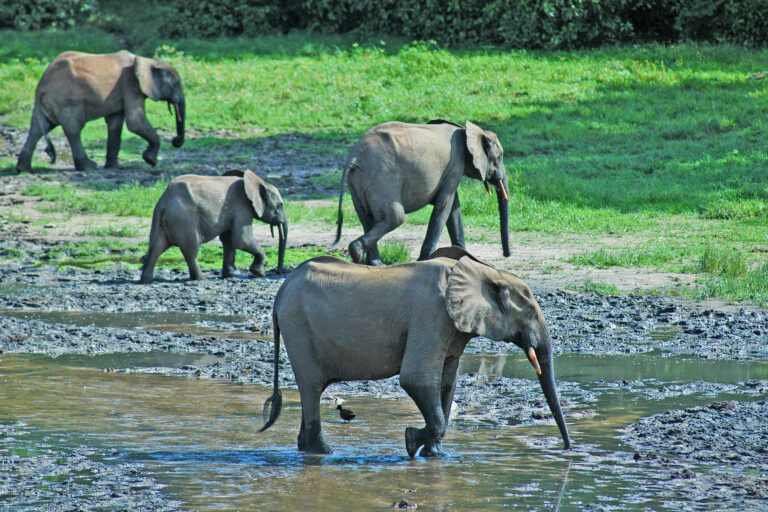 Éléphants de forêt (Loxodonta cyclotis) dans la réserve de Dzanga Sangha, en République centrafricaine. Image de GRID-Arendal via Flickr (CC BY-NC-SA 2.0).