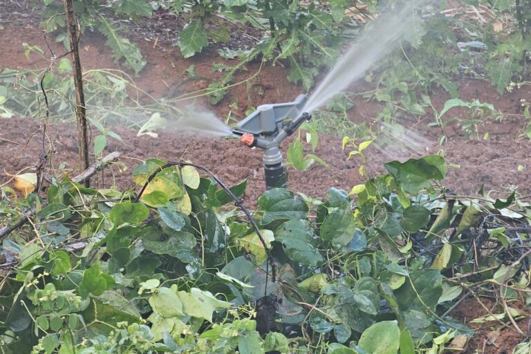 Un arroseur automatique verse de l'eau sur les plantes dans un champ à Baleng, au Cameroun. Image de Anne Nzouankeu pour Mongabay.