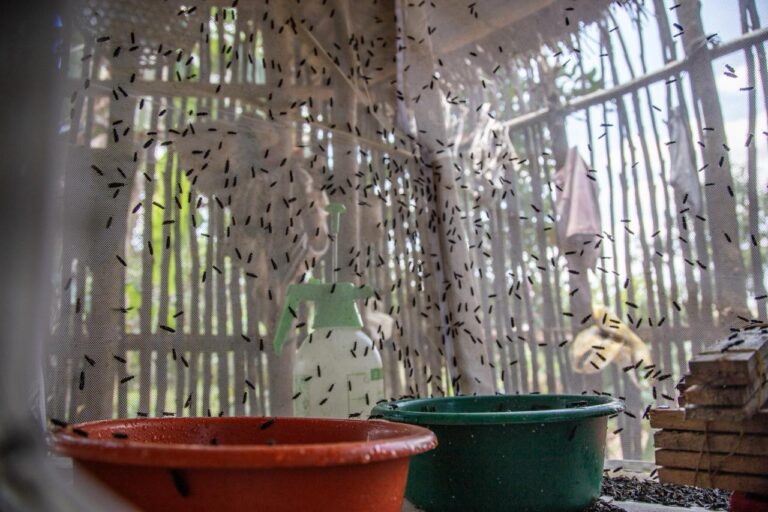 L’élevage de mouches soldats noirs ou BSF aide les communautés pauvres malgaches à renforcer leurs moyens de subsistance. Image de Mahefa Natt (HIH FAMI) fournie par Rivonala Razafison.