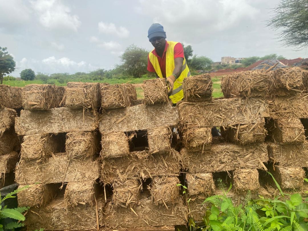 Malick Diop, ouvrier chez Elementerre, empile des briques en typha fraîchement fabriquées au soleil, pour les laisser sécher et gagner en solidité. Image de Ndiémé Faye pour Mongabay.