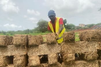 Malick Diop, ouvrier chez Elementerre, empile des briques en typha fraîchement fabriquées au soleil, pour les laisser sécher et gagner en solidité. Image de Ndiémé Faye pour Mongabay.