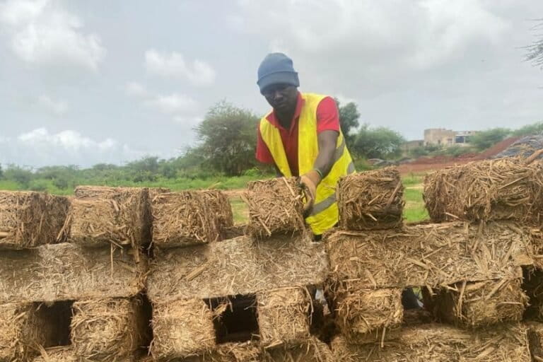 Malick Diop, ouvrier chez Elementerre, empile des briques en typha fraîchement fabriquées au soleil, pour les laisser sécher et gagner en solidité. Image de Ndiémé Faye pour Mongabay.