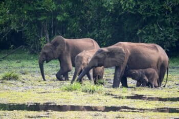 Malgré la hausse du nombre d’éléphants de forêt d’Afrique, l’espèce reste classée en danger critique d’extinction sur la Liste rouge de l’UICN. Image de Matt Muir via Wikimédia Commons (CC BY 4.0).