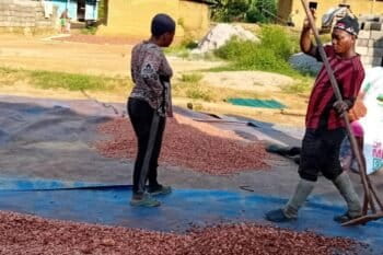 Quelques employés de Jonas Essomba, en pleine séance de ramassage des fèves de cacao séchées au soleil quelques minutes plus tôt, alors qu'une grande pluie inattendue s'annonce. Image de Leonel Balla pour Mongabay.