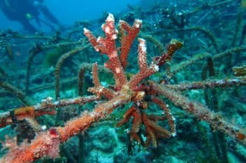 La pépinière de coraux gérée par le WWF Madagascar à Kapikara, à Itampolo. Image de Mahery Randrianarivo, WWF Madagascar avec son aimable autorisation.