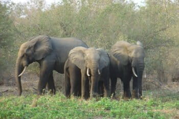 Éléphants des forêts d’Afrique (Loxodonta cyclotis). Image de Jean-Paul Boerekamps via Wikimédia Commons (Domaine public).