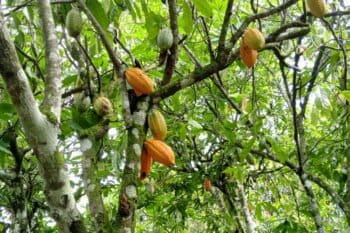 Les cacaoyers retrouvent vigueur et rendement grâce aux arbres qui leur apportent ombre et protection. Image de Gaël Zozoro pour Mongabay.