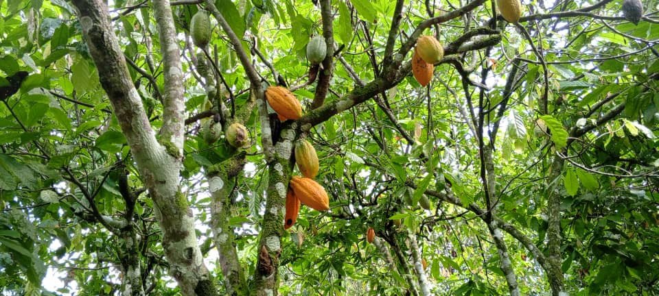 Les cacaoyers retrouvent vigueur et rendement grâce aux arbres qui leur apportent ombre et protection. Image de Gaël Zozoro pour Mongabay.