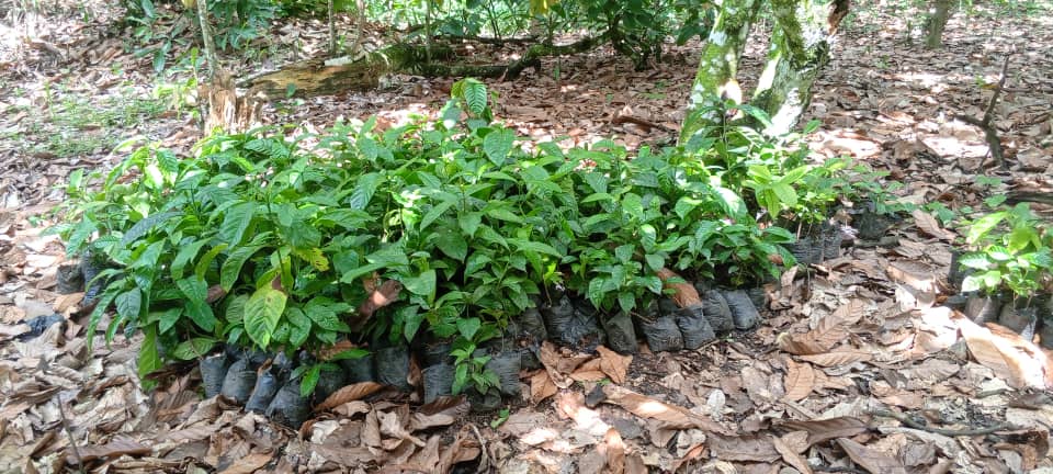 Ces plants, qui permettront à Séguénan de constituer une plantation entière d’arbres, sont également très recherchés par de nombreux autres planteurs. Image de Gaël Zozoro pour Mongabay.