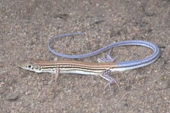 Le lézard à queue bleue des sables (Nucras caesicaudata) redécouvert au Mozambique le 1er décembre 2025, par des chercheurs de l’ONG sud-africaine Endangered Wildlife Trust. Image de Dr Darren Pietersen.