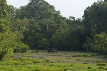 Image de bannière : Éléphant de forêt (Loxodonta cyclotis). Image de Matt Muir via Wikimédia Commons (CC BY 4.0).