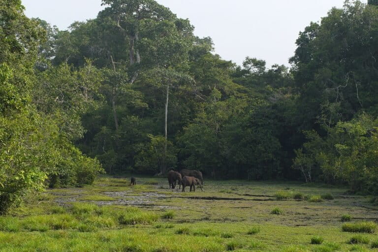 Image de bannière : Éléphant de forêt (Loxodonta cyclotis). Image de Matt Muir via Wikimédia Commons (CC BY 4.0).
