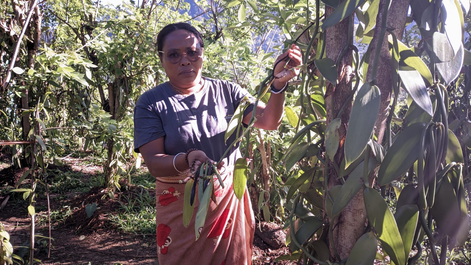 80 % des vanilliers de Chantal Rabevahoaka, productrice de vanille à Ranomafana, au sud-est de Madagascar, ont été infectés par la maladie causée par le champignon Phytophthora qui se propage lors d’épisodes très pluvieux, ou pendant un excès d’ombrage. Image fournie par Chantal Rabevahoaka avec son aimable autorisation.