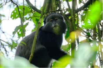 Un singe bleu (Cercopithecus mitis) dans le parc national de Nyungwe au Rwanda. Image d’Ashoka Mukpo pour Mongabay.