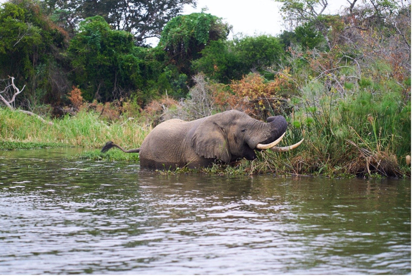 Un éléphant de savane dans le Parc national de l’Akagera. Image d’Ashoka Mukpo pour Mongabay.