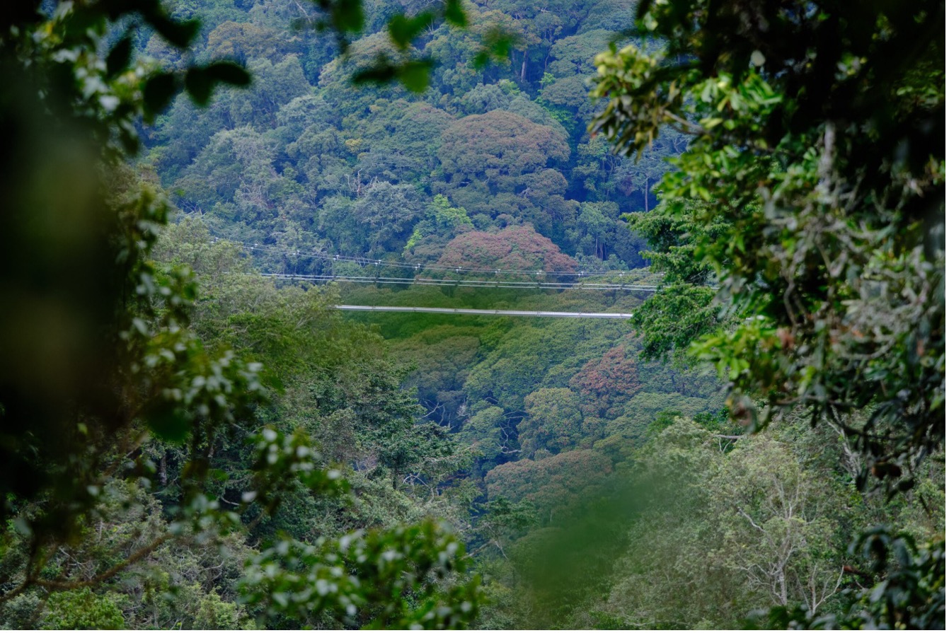 La passerelle suspendue dans la canopée du parc de Nyungwe. Image d’Ashoka Mukpo pour Mongabay.