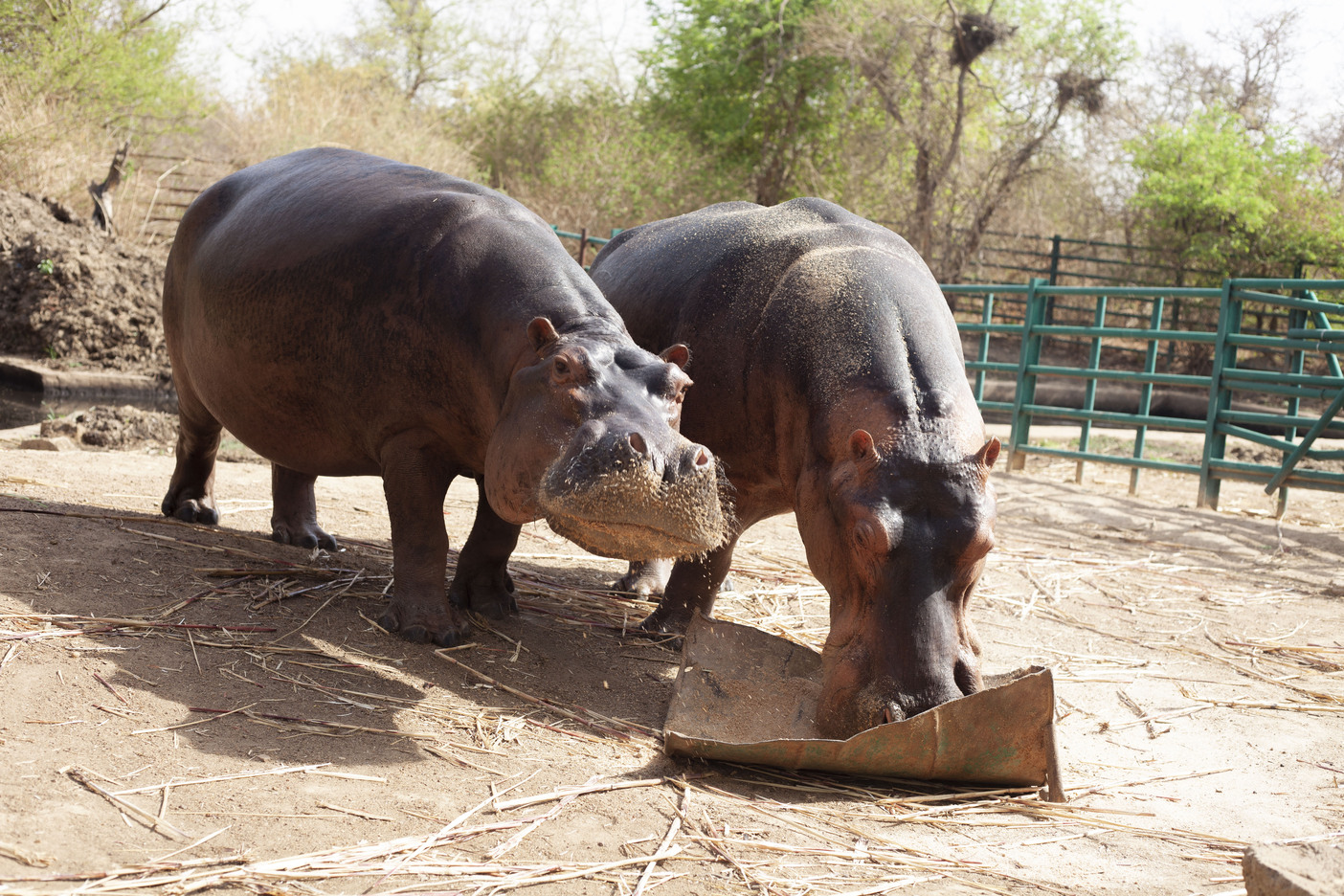 Les deux hippopotames du parc animalier de Ziniaré, à 30 kilomètres de Ouagadougou. Photo de Hadepté Da pour Mongabay.