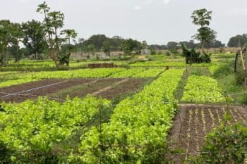 Planche de laitue au périmètre maraîcher Kosimankan. Photo de Mohamed Slem Camara pour Mongabay.