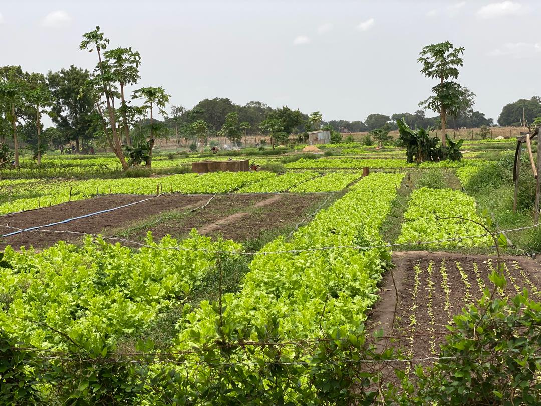 Planche de laitue au périmètre maraîcher Kosimankan. Photo de Mohamed Slem Camara pour Mongabay.