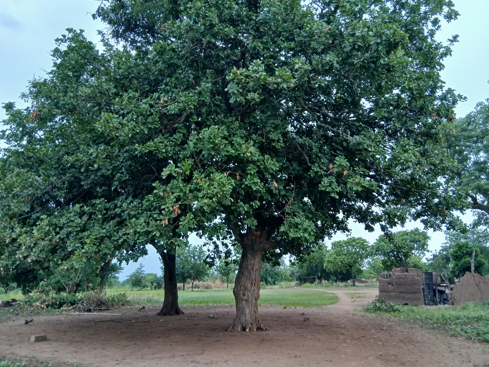  Akée (Blighia sapida), communément appelé acajou, est utilisé comme arbre à palabres à Lawaï depuis plus d’un demi-siècle. Image de Akissa-youtou Assenouwe pour Mongabay.