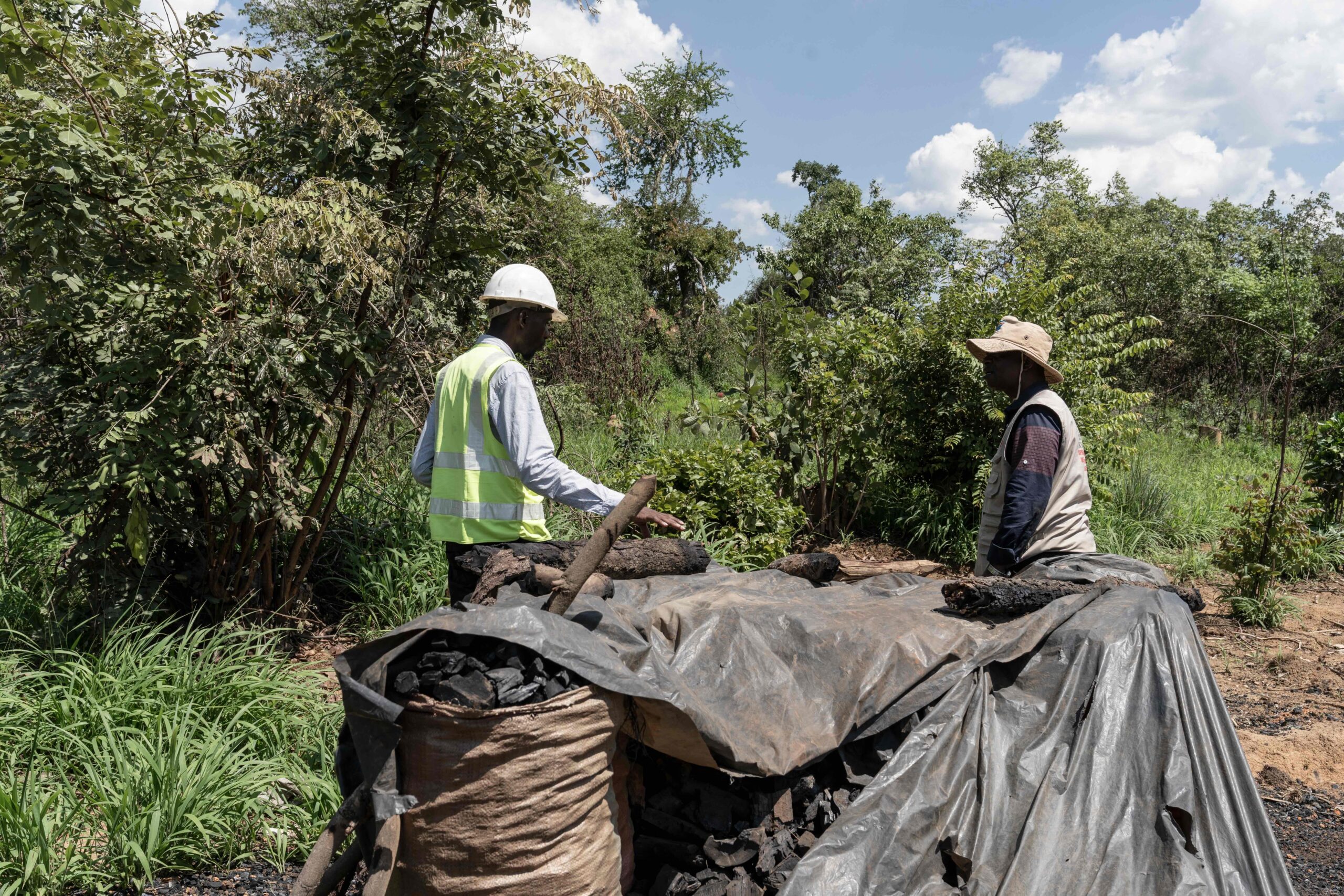 Souce d’arbre et meule de charbon de bois dans la CFLC Katanga où opèrent parfois des clandestins. Image par Glody MURHABAZI / AFP).