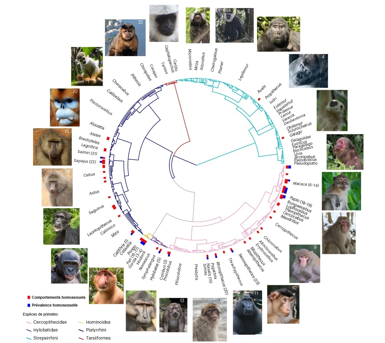 Diverses espèces de primates et leur comportement homosexuel. Source : Chloe Coxshall, auteure principale de l’étude.