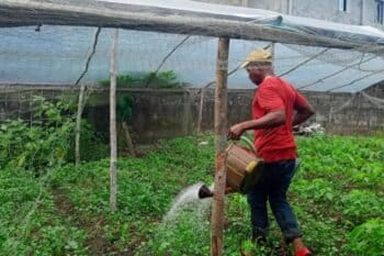 Ousmane Zonko arrose ses planches. Image de Michael Mengoué pour Mongabay.