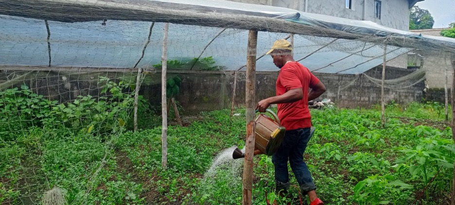 Ousmane Zonko arrose ses planches. Image de Michael Mengoué pour Mongabay.