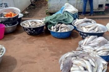 Diversité des poissons pêchés dans les eaux du Gabon. Image de Thecia Nyomba pour Mangabay.